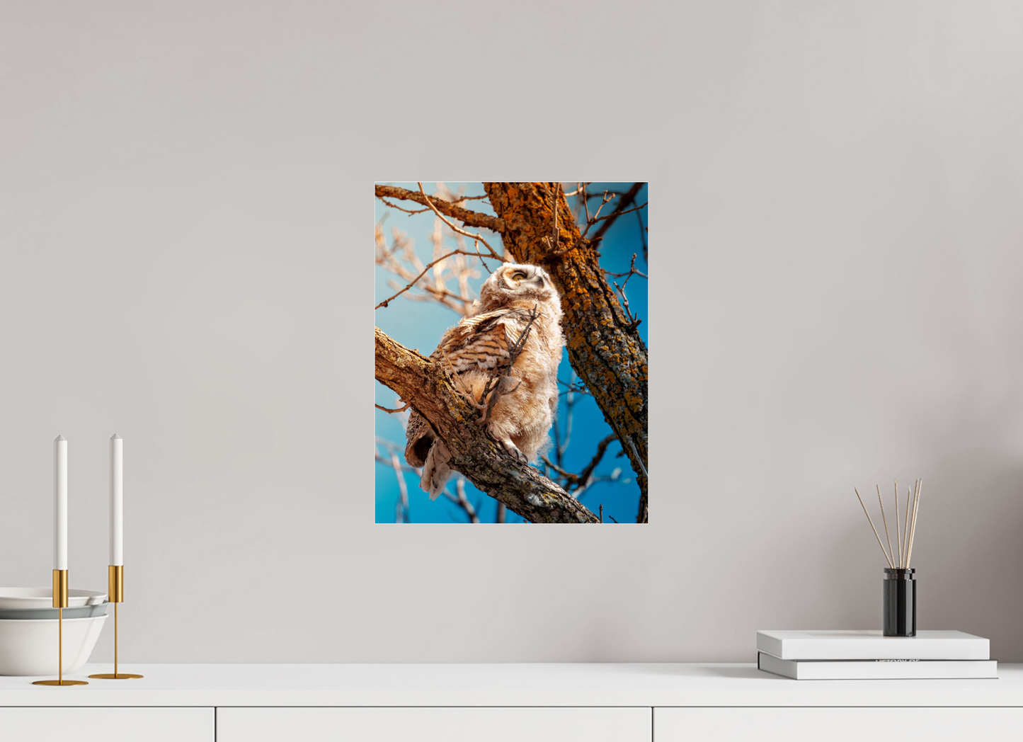 30 x 37.5 cm, Photo Print Under Acrylic Glass Baby Great Horned Owl