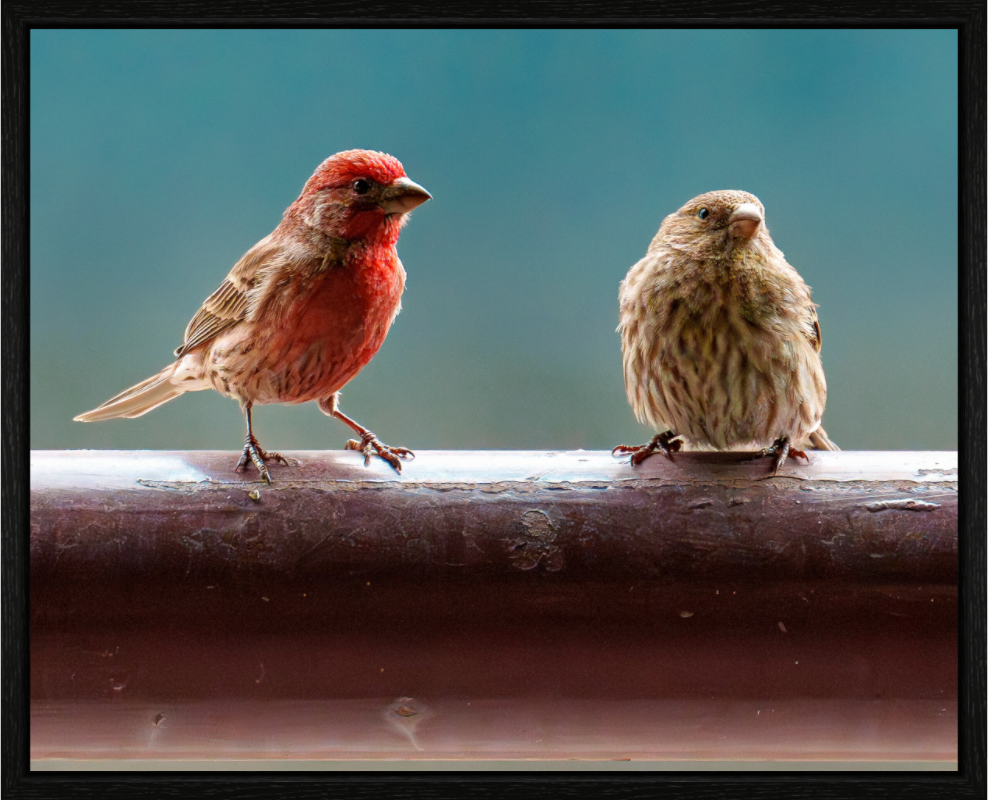 Main image House Finches