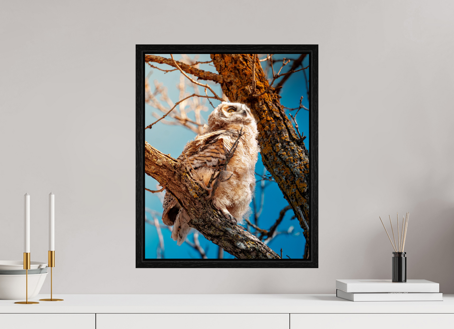 40 x 50 cm, Floater Frame Baby Great Horned Owl