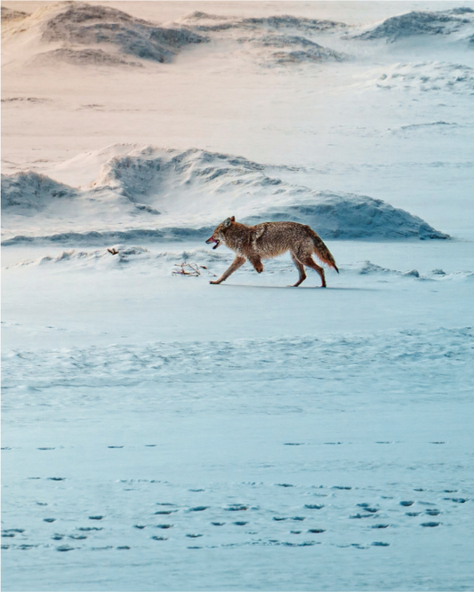 Main image Coyote on the frozen river