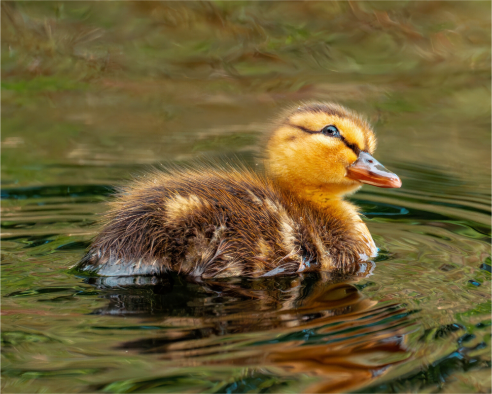 Main image Baby Mallard