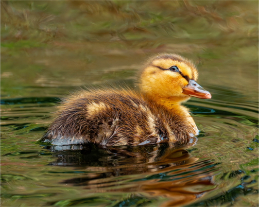 Main image Baby Mallard