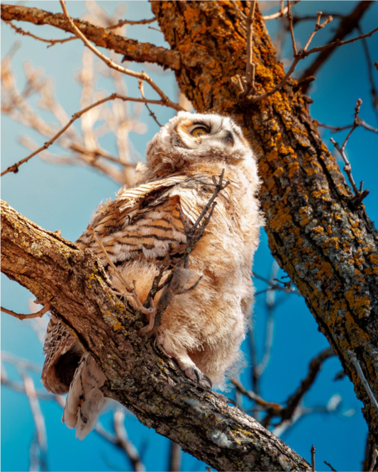 Main image Baby Great Horned Owl