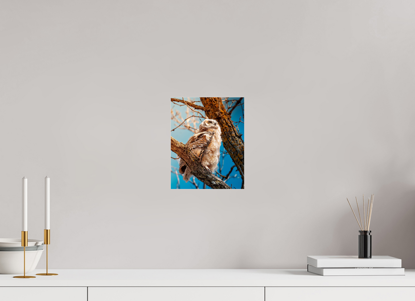 20 x 25 cm, Photo Print Under Acrylic Glass Baby Great Horned Owl