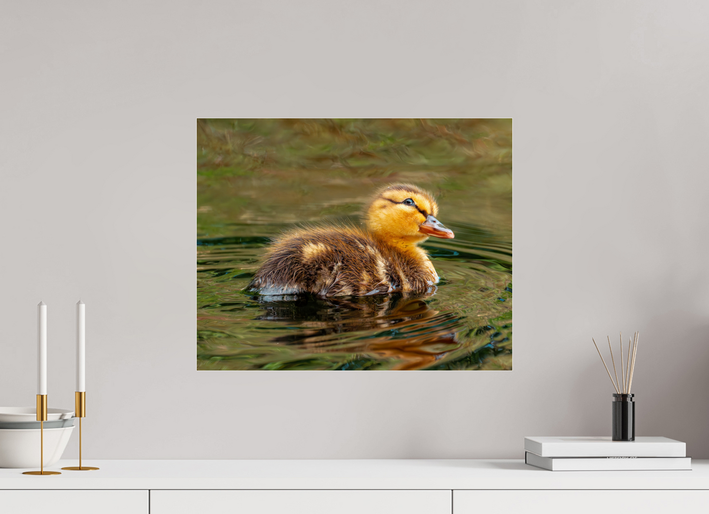50 x 40 cm, Photo Print Under Acrylic Glass Baby Mallard