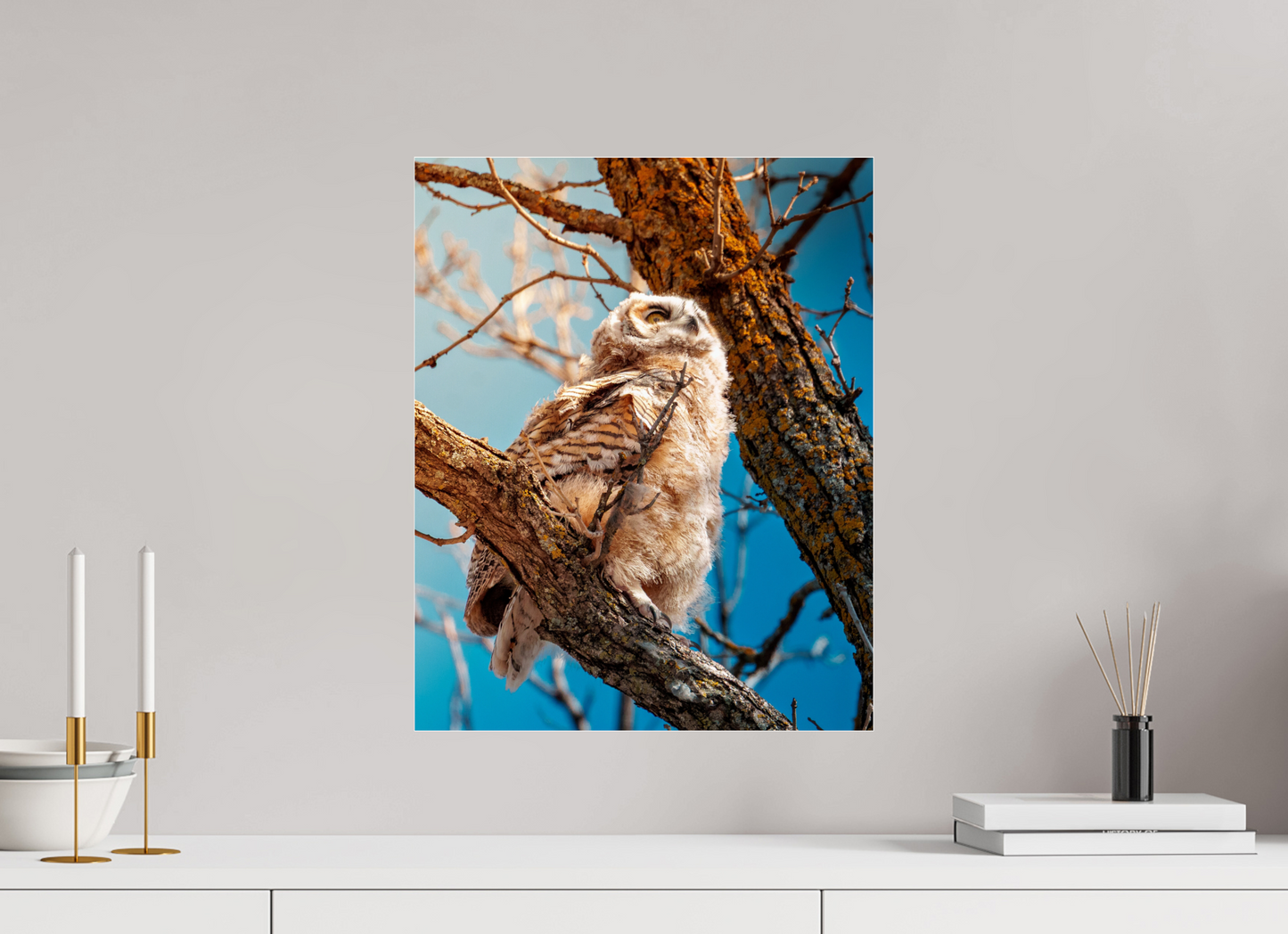 40 x 50 cm, Photo Print Under Acrylic Glass Baby Great Horned Owl